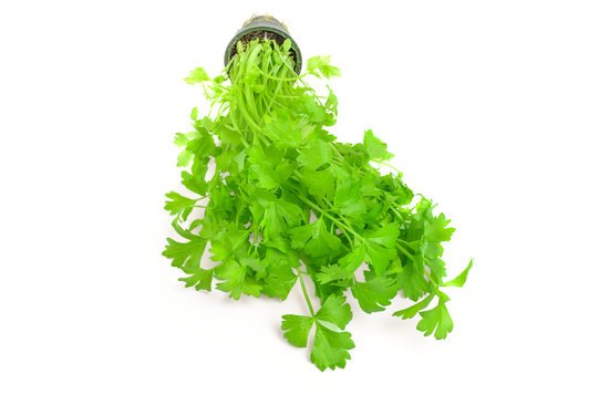 canva cilantro thai herb isolated on white background MADFDPnfeR8