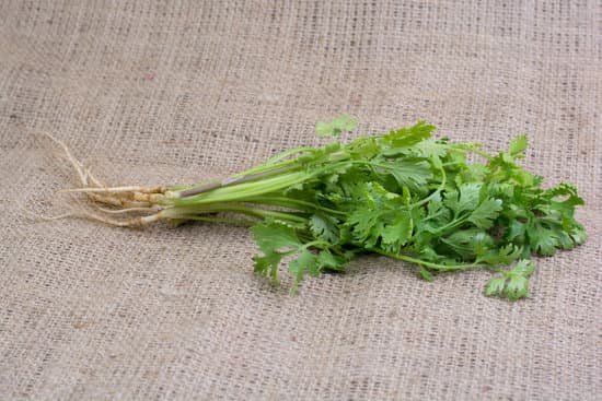 canva cilantro thai herb on jute bag background MADCXCqGZvs