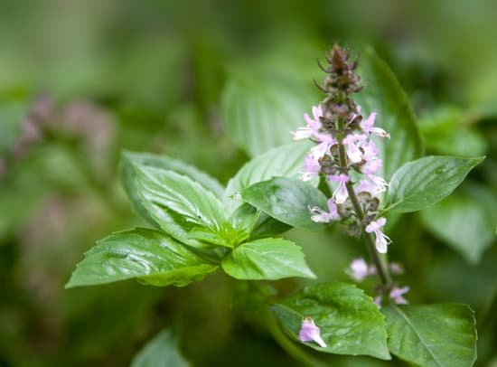 canva cinnamon basil MADArgyd5z8