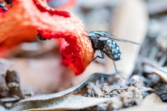 canva clathrus ruber and flies in montserrat mountain barcelona MAEE bfiHhU