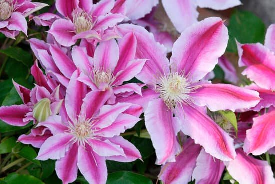 canva clematis MAC AicF8dw