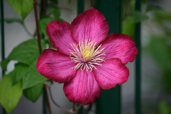 canva clematis MAC7D6FU6zQ