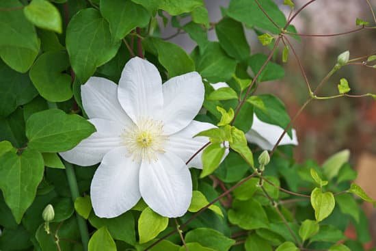 canva clematis MAC7R6T8 Ts