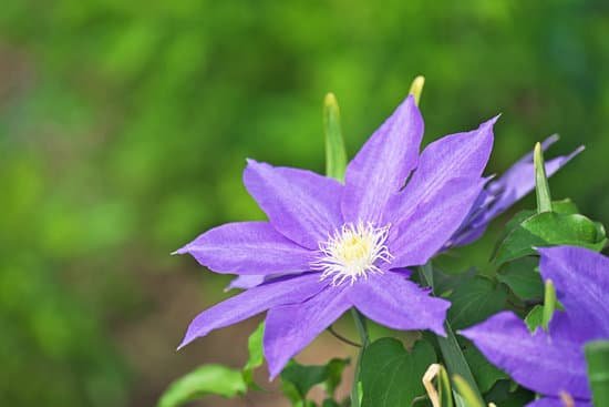 canva clematis