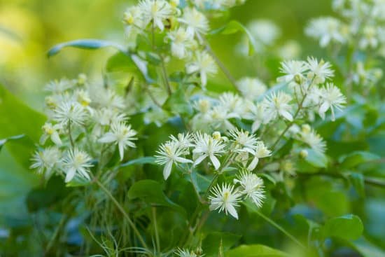 canva clematis MAC8wHPXw7c
