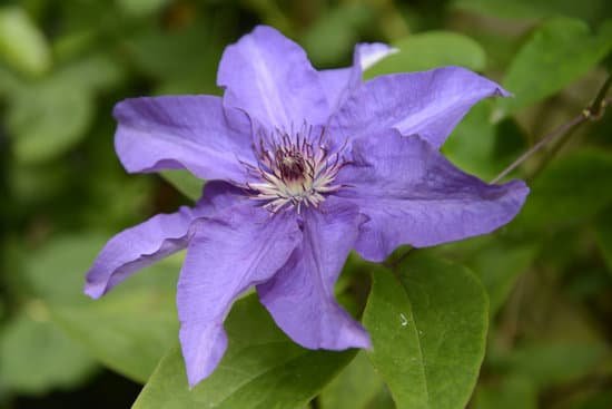 canva clematis MAC90mkNzaM