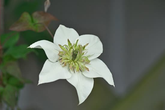 canva clematis MAC PgDaPCU