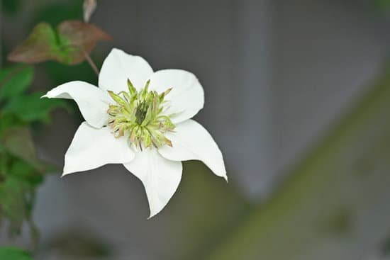 canva clematis MAC PlewcgE