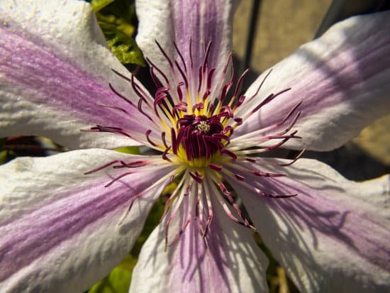 canva clematis MAD3vWu8B3A