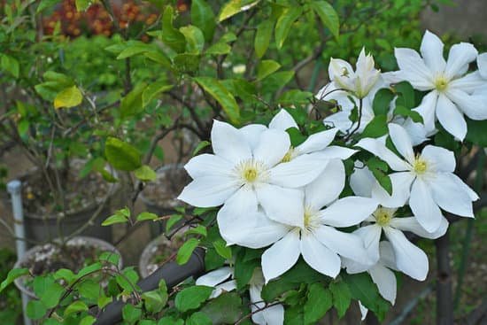 canva clematis MAD9OBCkHZo