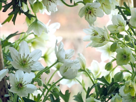canva clematis MADAZrYbCWY