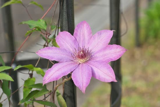 canva clematis MADB0d3uBtg