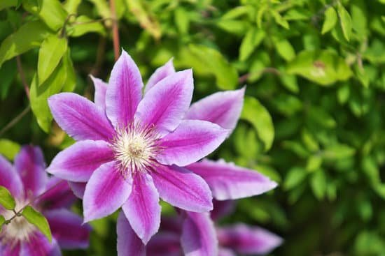 canva clematis MADB8Qm5u50