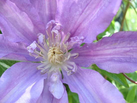 canva clematis