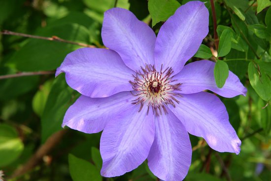 canva clematis MADFJwAcOtI