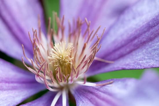 canva clematis MAED1o 44XE
