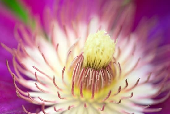canva clematis MAED1v8a1Ys