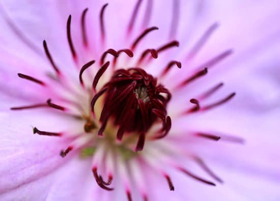 canva clematis MAEE1RUIJjo