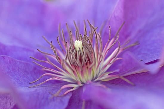 canva clematis MAEEA3SQRIE