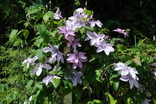 canva clematis MAEErqy4oY4