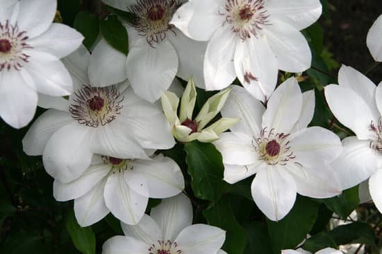 canva clematis MAEJHtzumZo