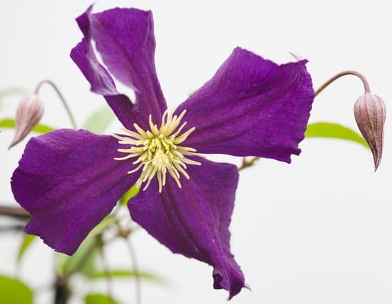 canva clematis flowers MAEJdKuGdaY