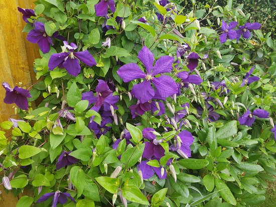 canva clematis jackmanii clematis hybride MADFgN2q5ds