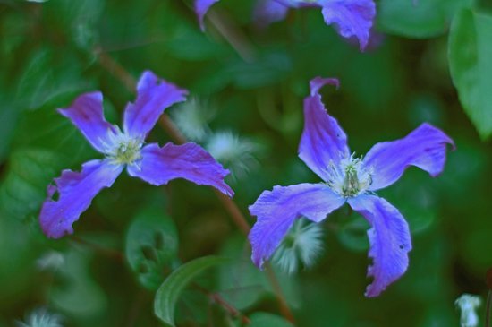 canva clematis sweden MADFtaPSAF4