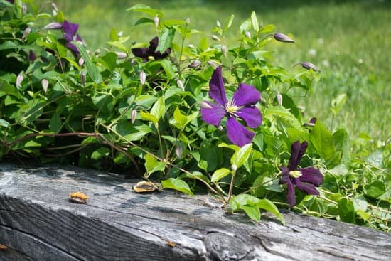 canva clematis vine MADBXVZoYJw