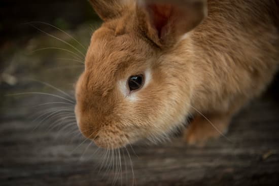 canva close up of a bunny rabbit MADQ45tyQGg