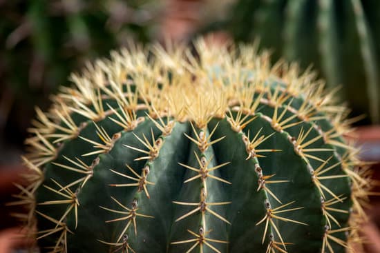 canva close up of a cactus MAEOUfCs7PE