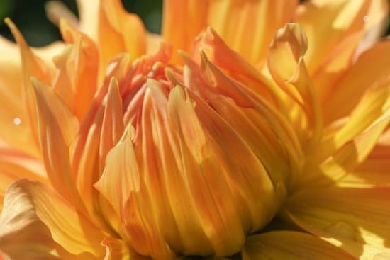 canva close up of a dahlia flower MAEIiD1Peng