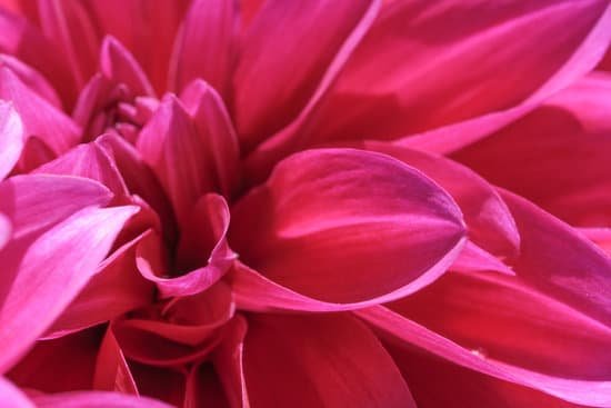 canva close up of a dahlia flower MAEIiOBurnk