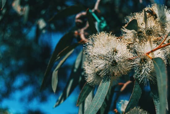 canva close up of a flowering eucalyptus plant MAELIdzkNBs
