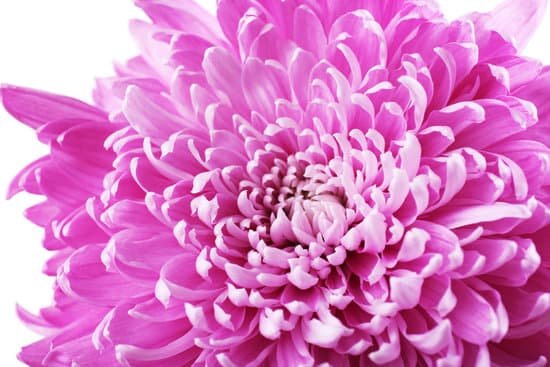 canva close up of a pink chrysanthemum MAD MG Xrto