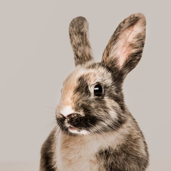 canva close up of a rabbit against a beige background MAB2Of2zUQE