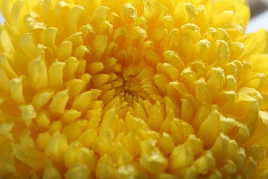canva close up of a yellow chrysanthemum MAD MhuqYOg