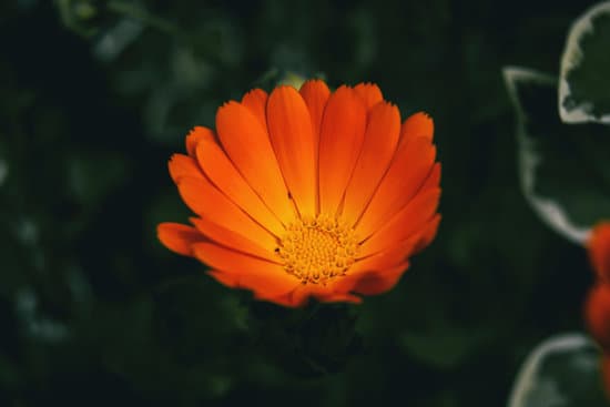 canva close up of an orange flower of calendula officinalis MAEOWbV64GU