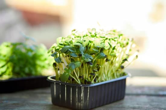 canva close up of basil sunflower in the box MAEJpYGE80w