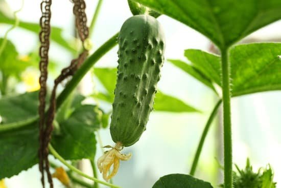 canva close up of cucumber growing in garden MAD MiCU ao