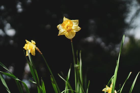 canva close up of daffodils