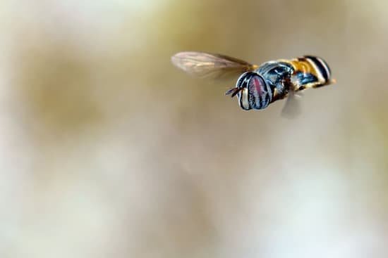canva close up of fruit flies on a branch MAEDwJgffOE