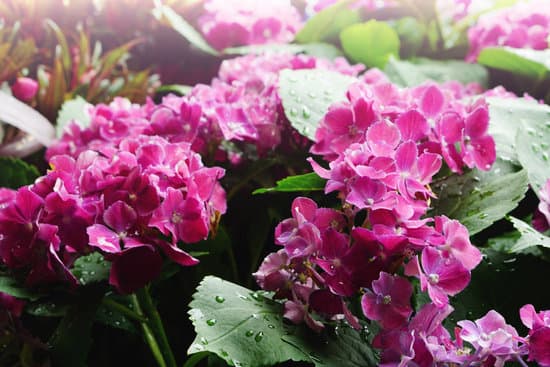 canva close up of hydrangeas MAEQXrTdISo