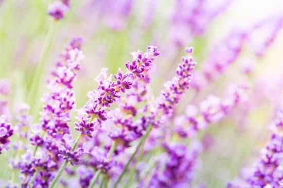 canva close up of lavender flowers MAEOLqgt uw