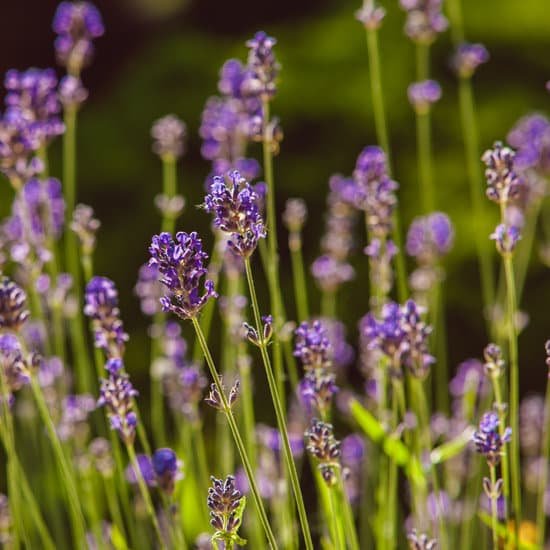 canva close up of lavender plants outdoors MAD79GBXv90