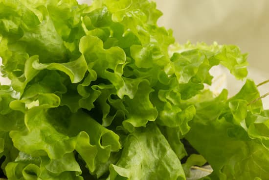 canva close up of lettuce MAEQO 9UKV4