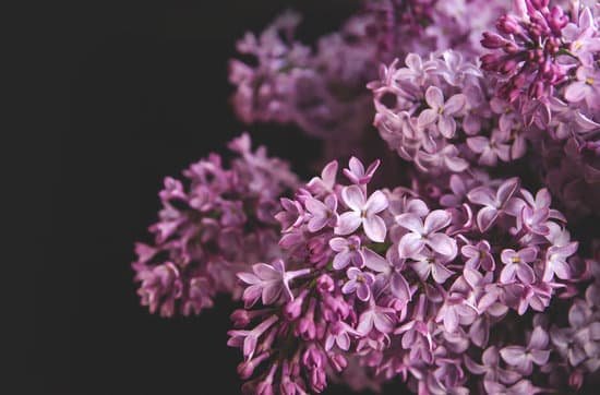 canva close up of lilac flowers MAD8unyb8HQ