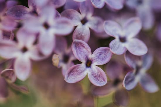 canva close up of lilac flowers