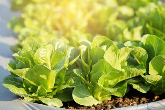 canva close up of romaine lettuce growing in the farm MAERYj3ufFw