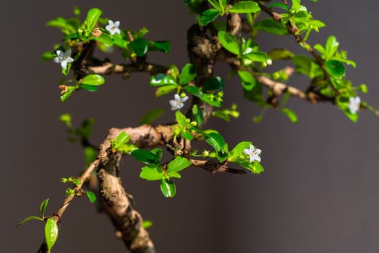 canva close up on the branches of a bonsai tree